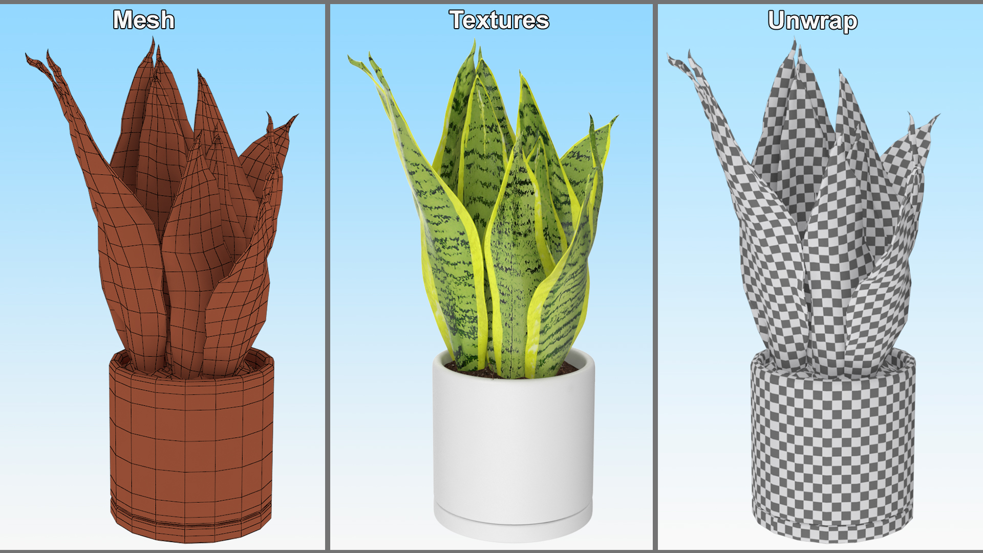 3D model Dracaena Trifasciata