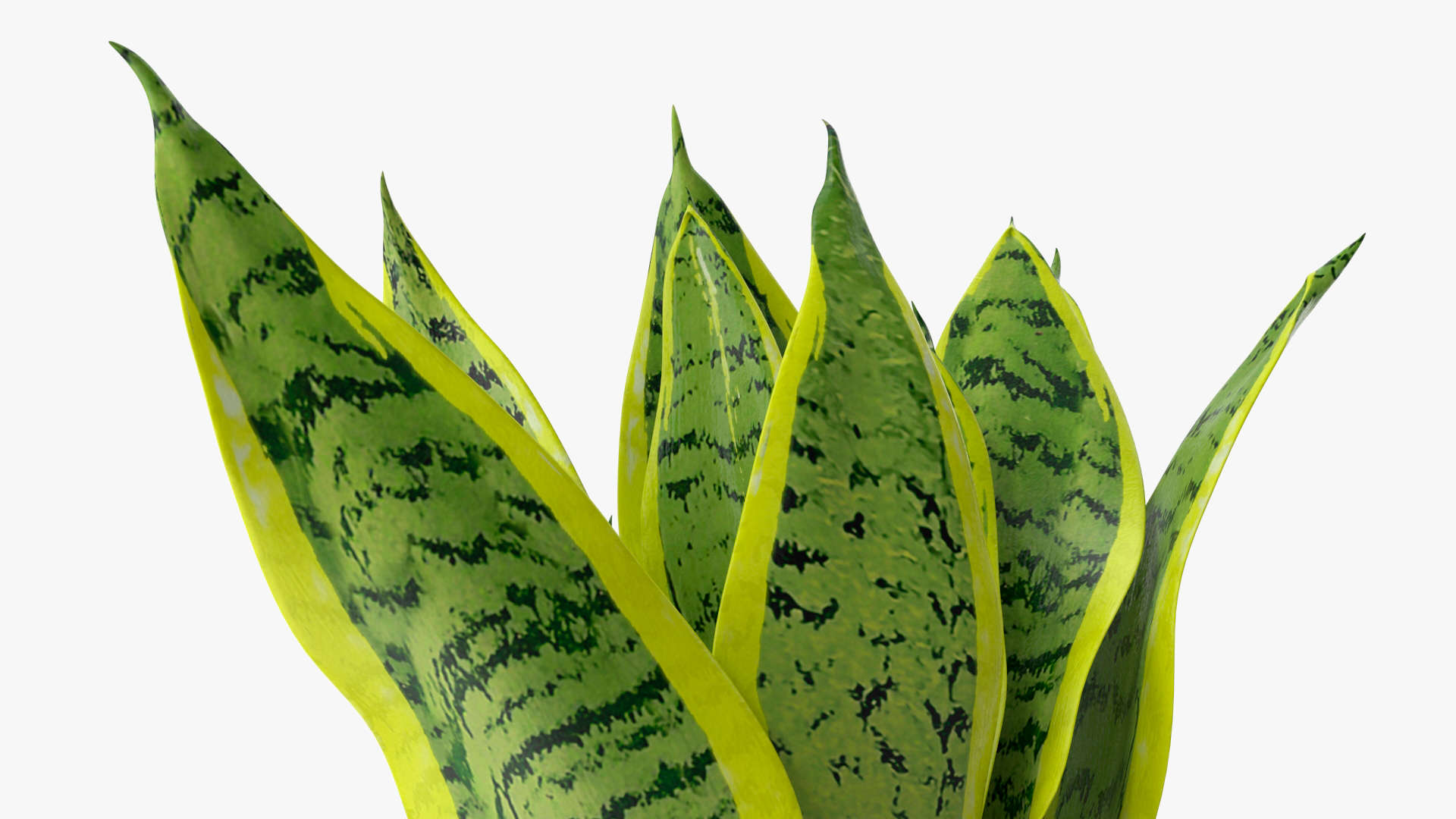 3D model Dracaena Trifasciata