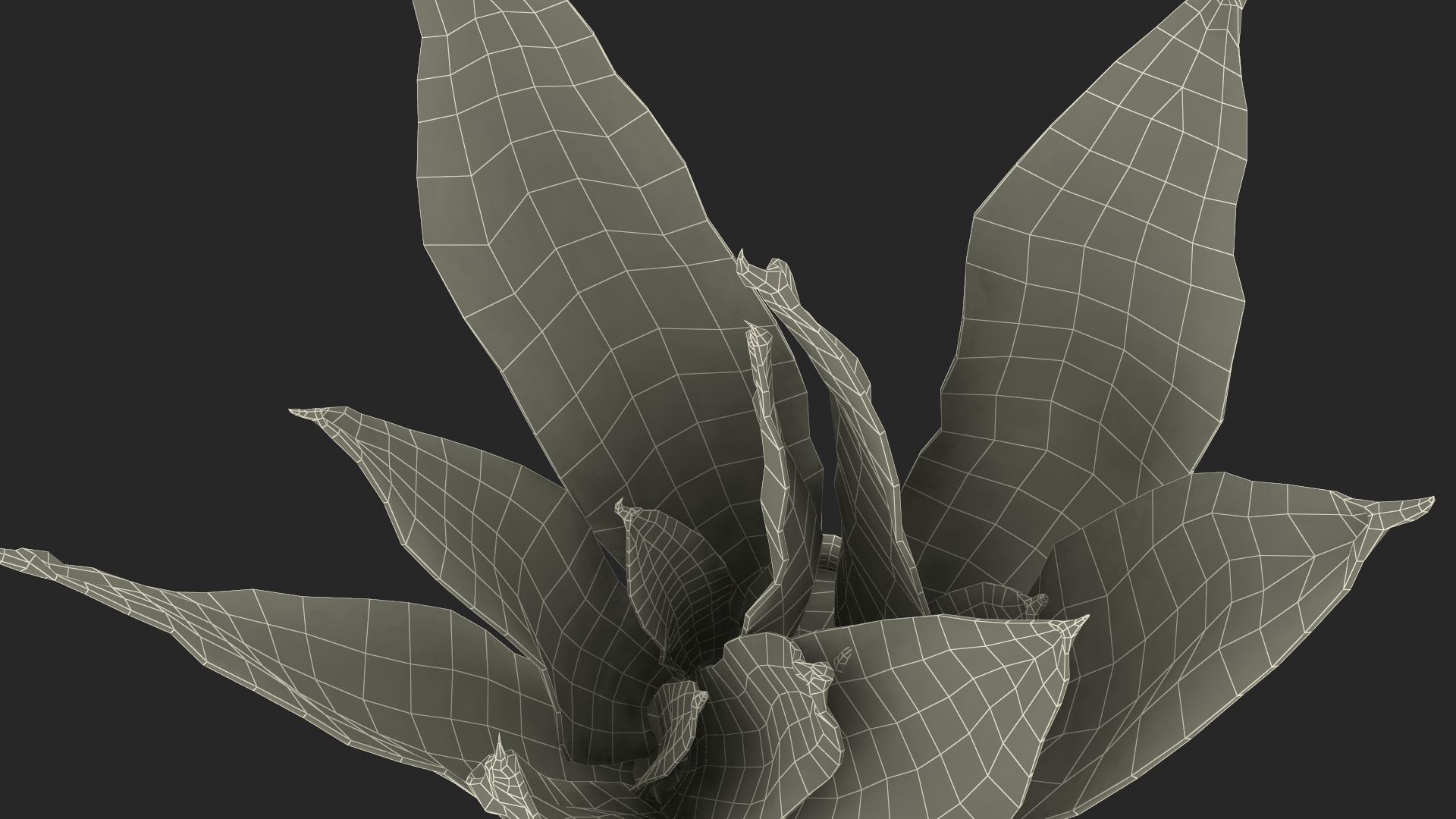 3D model Dracaena Trifasciata