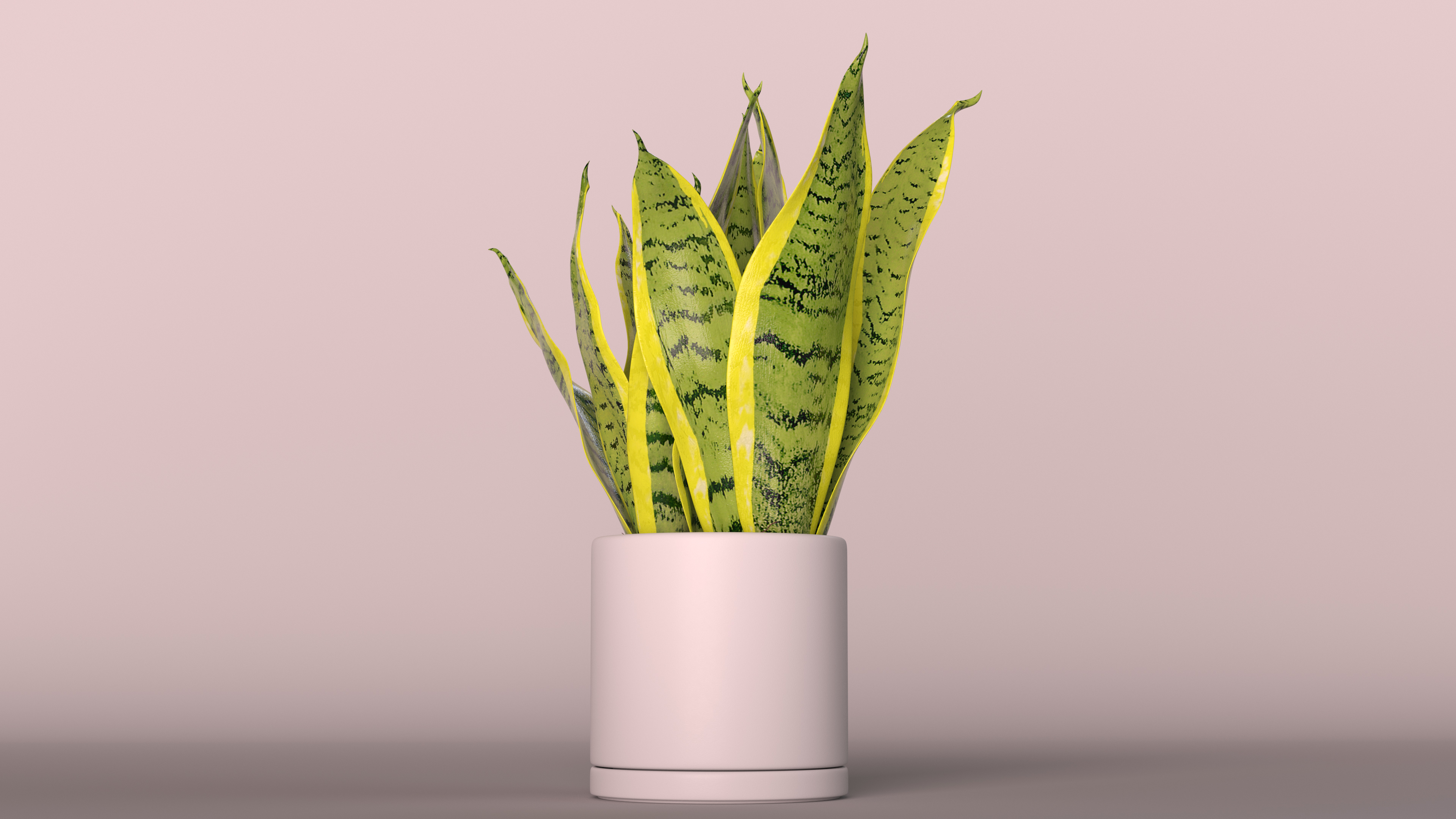 3D model Dracaena Trifasciata