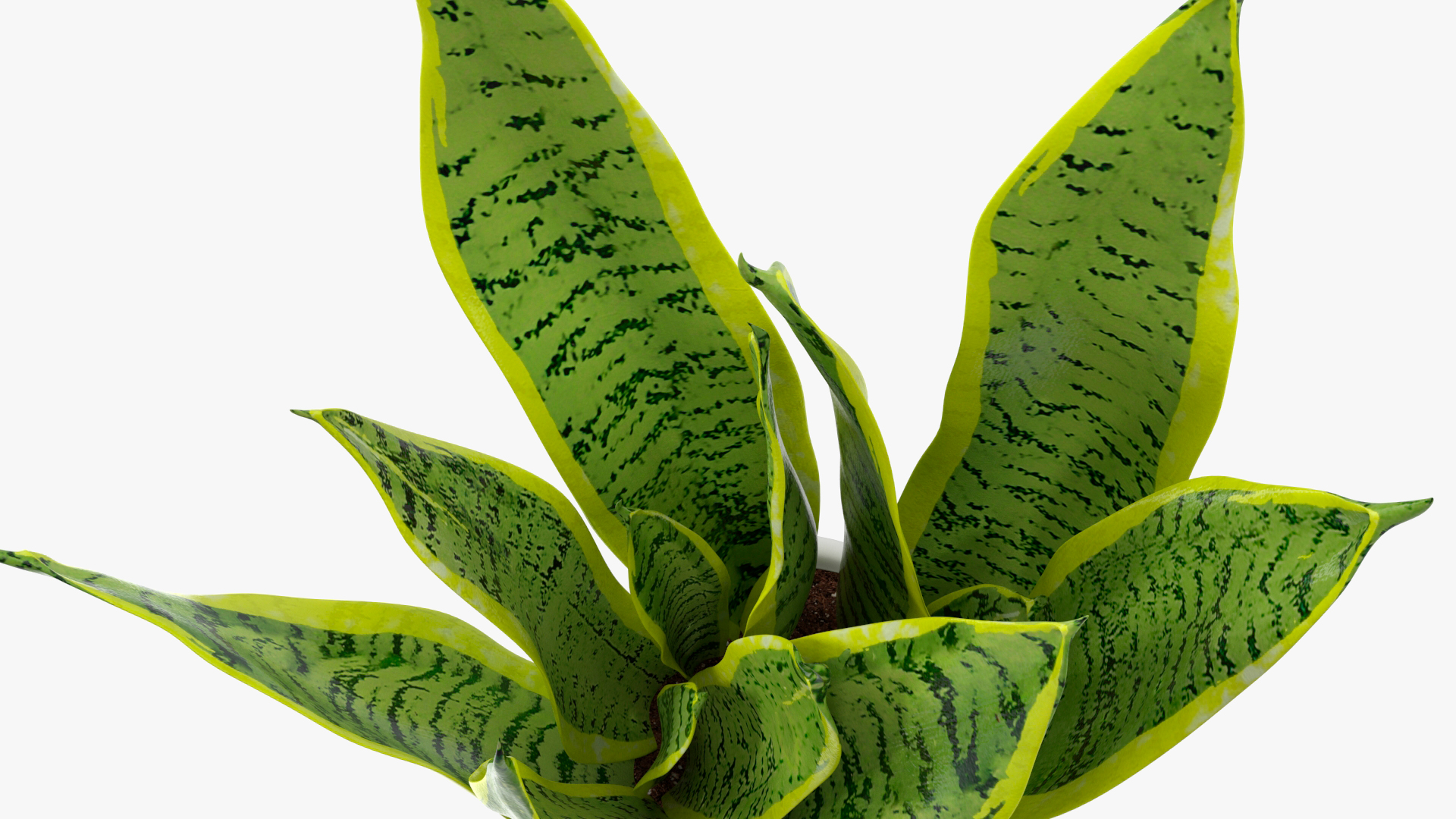 3D model Dracaena Trifasciata