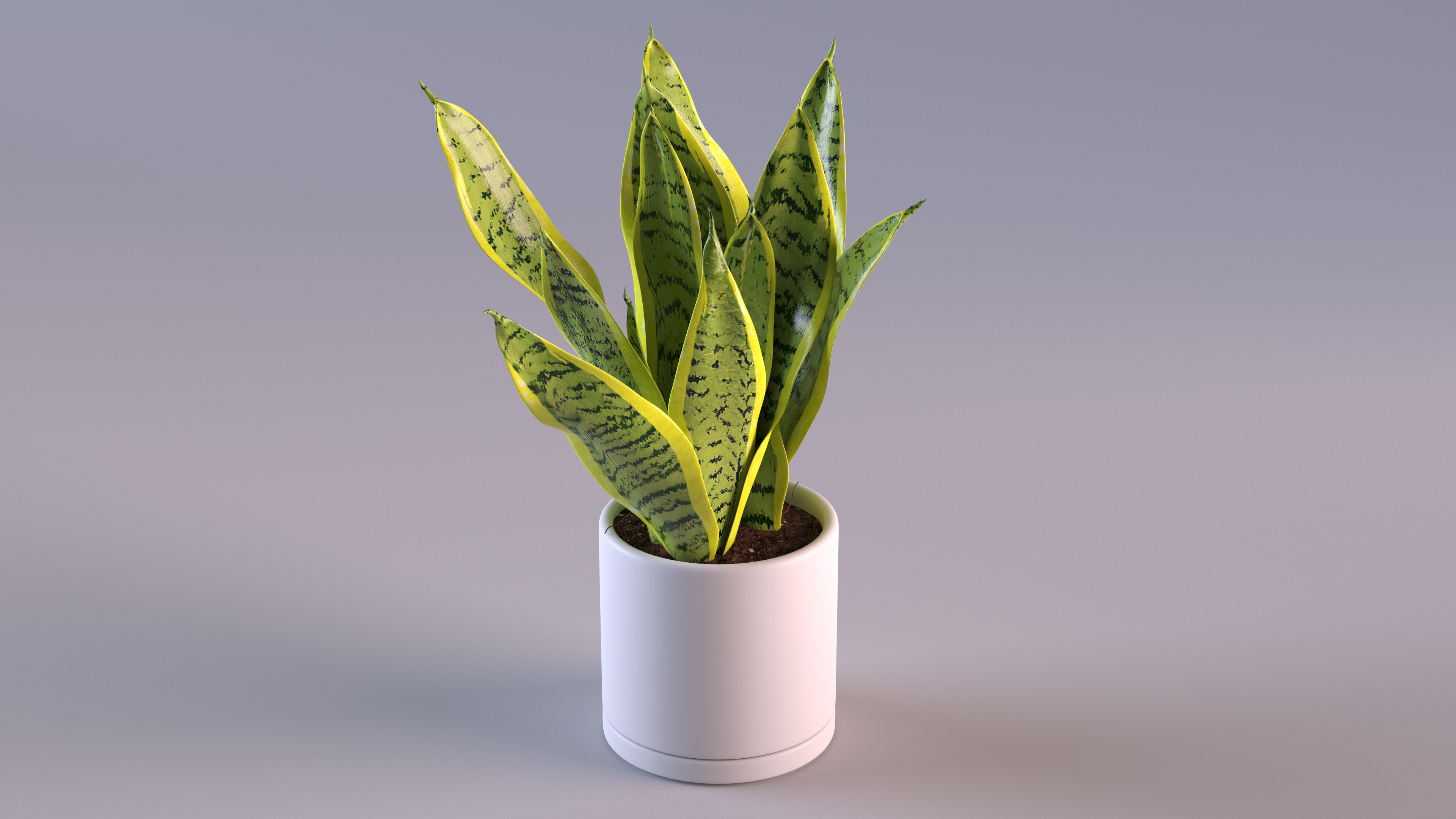 3D model Dracaena Trifasciata