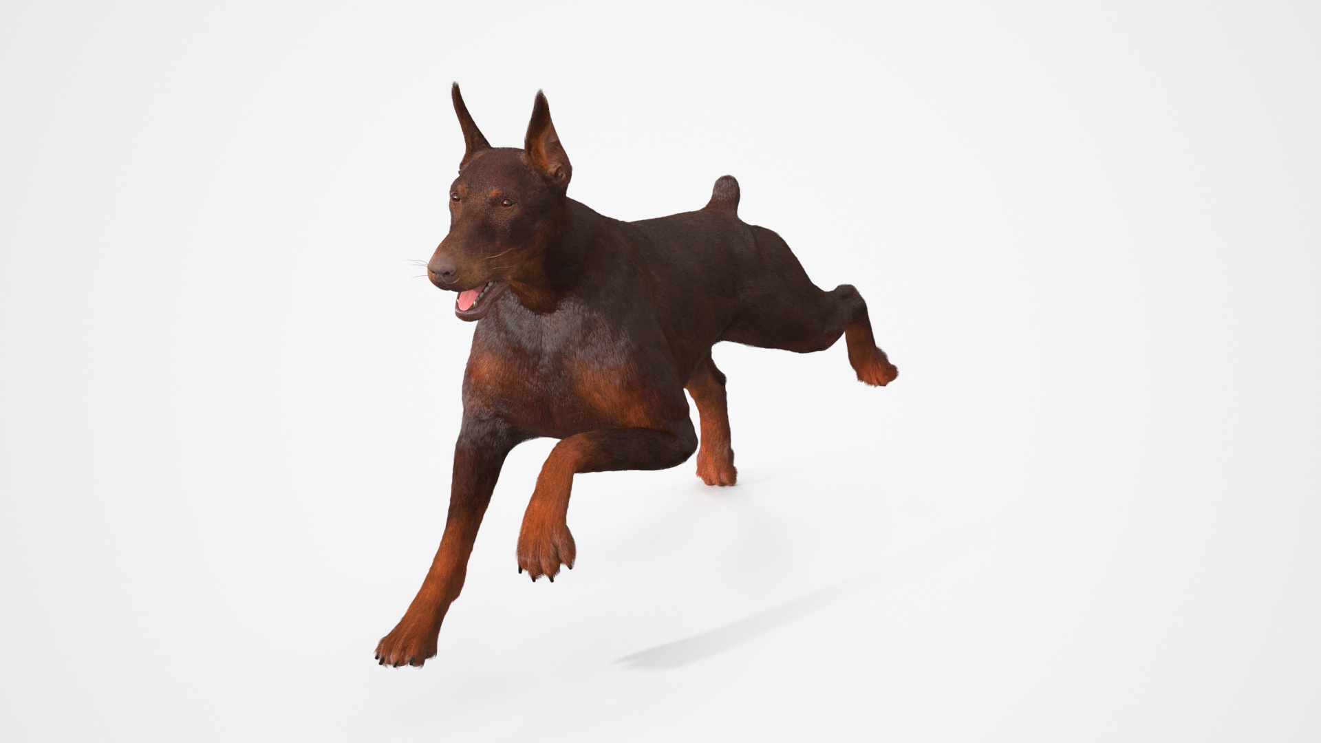 Brown Doberman Pinscher Fur Rigged 3D model