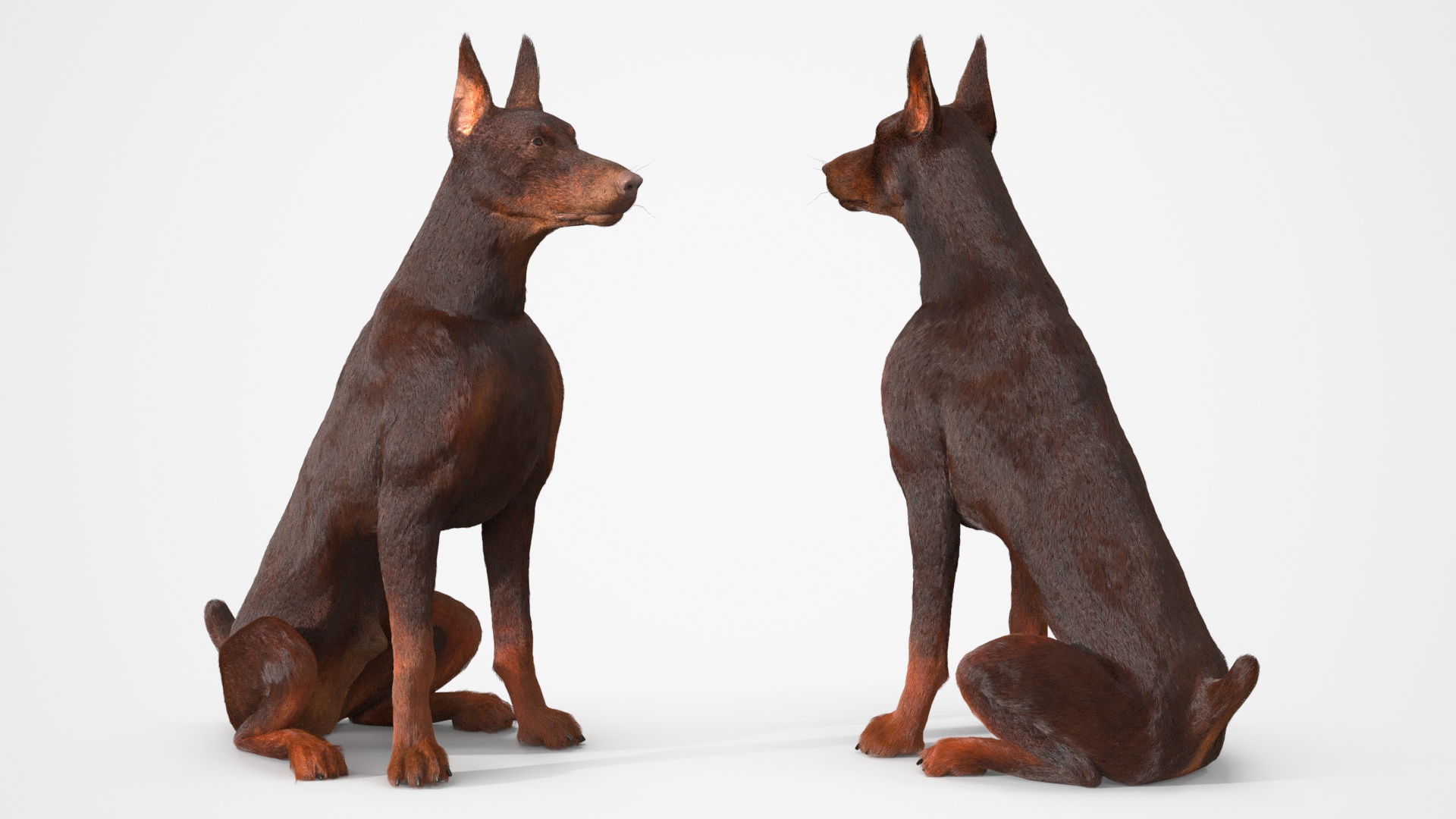 Brown Doberman Pinscher Fur Rigged 3D model