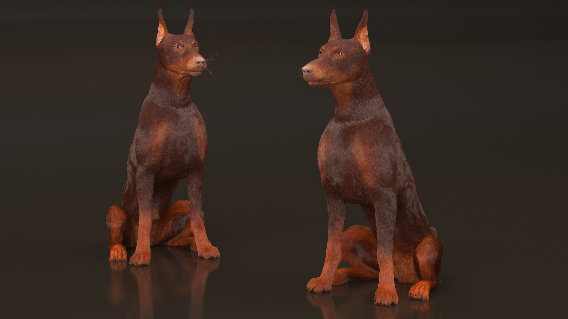 Brown Doberman Pinscher Fur Rigged 3D model