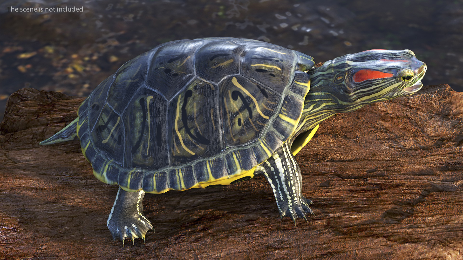 3D Red Eared Slider