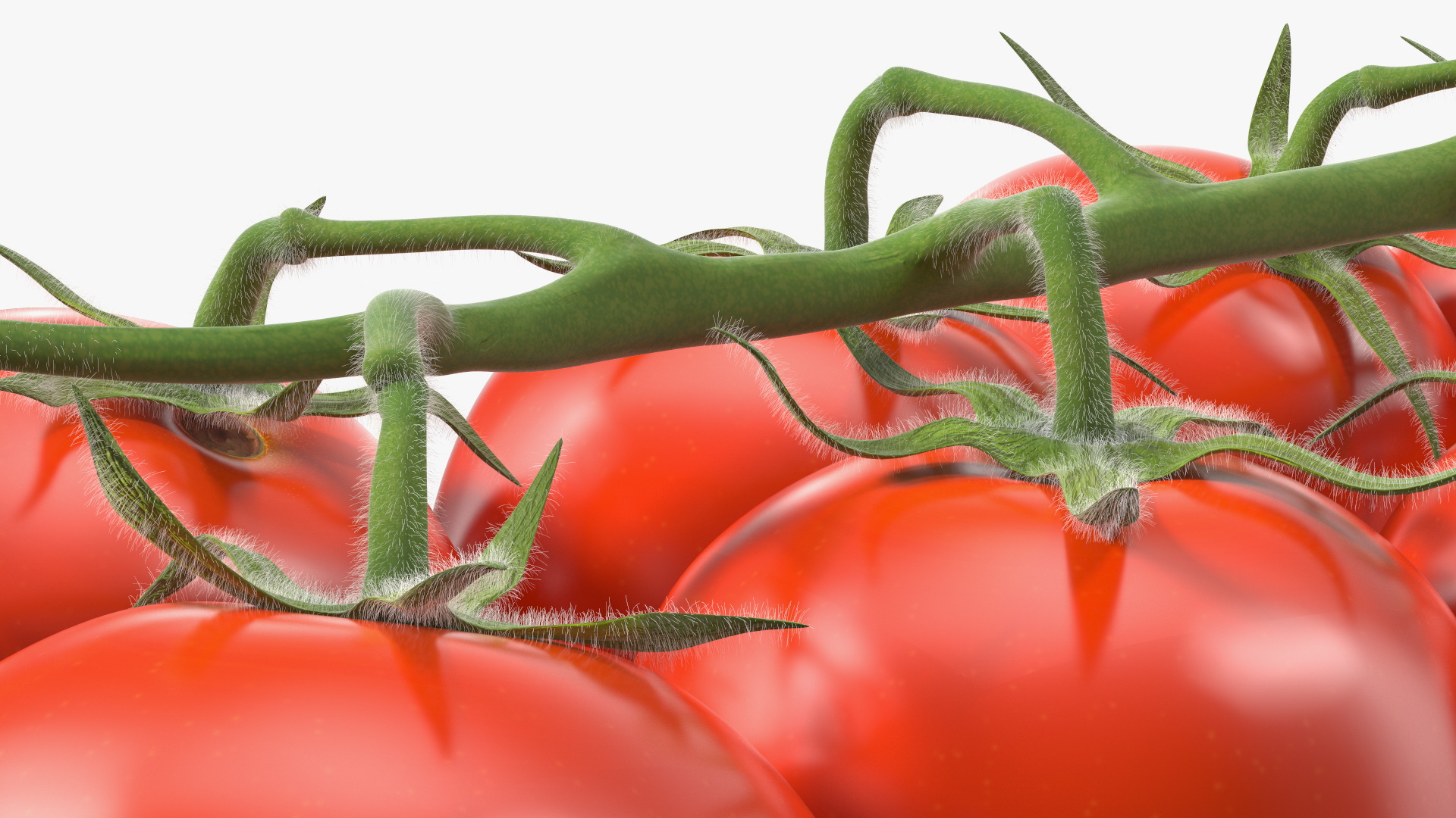 3D Cherry Tomatoes on the Vine Fur