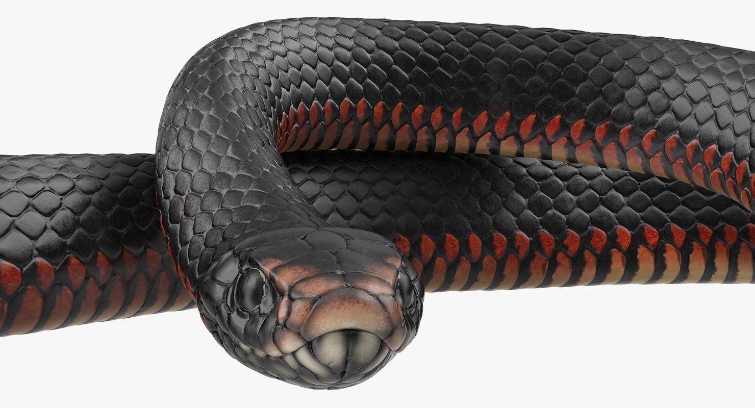 3D Coiled Black Snake model