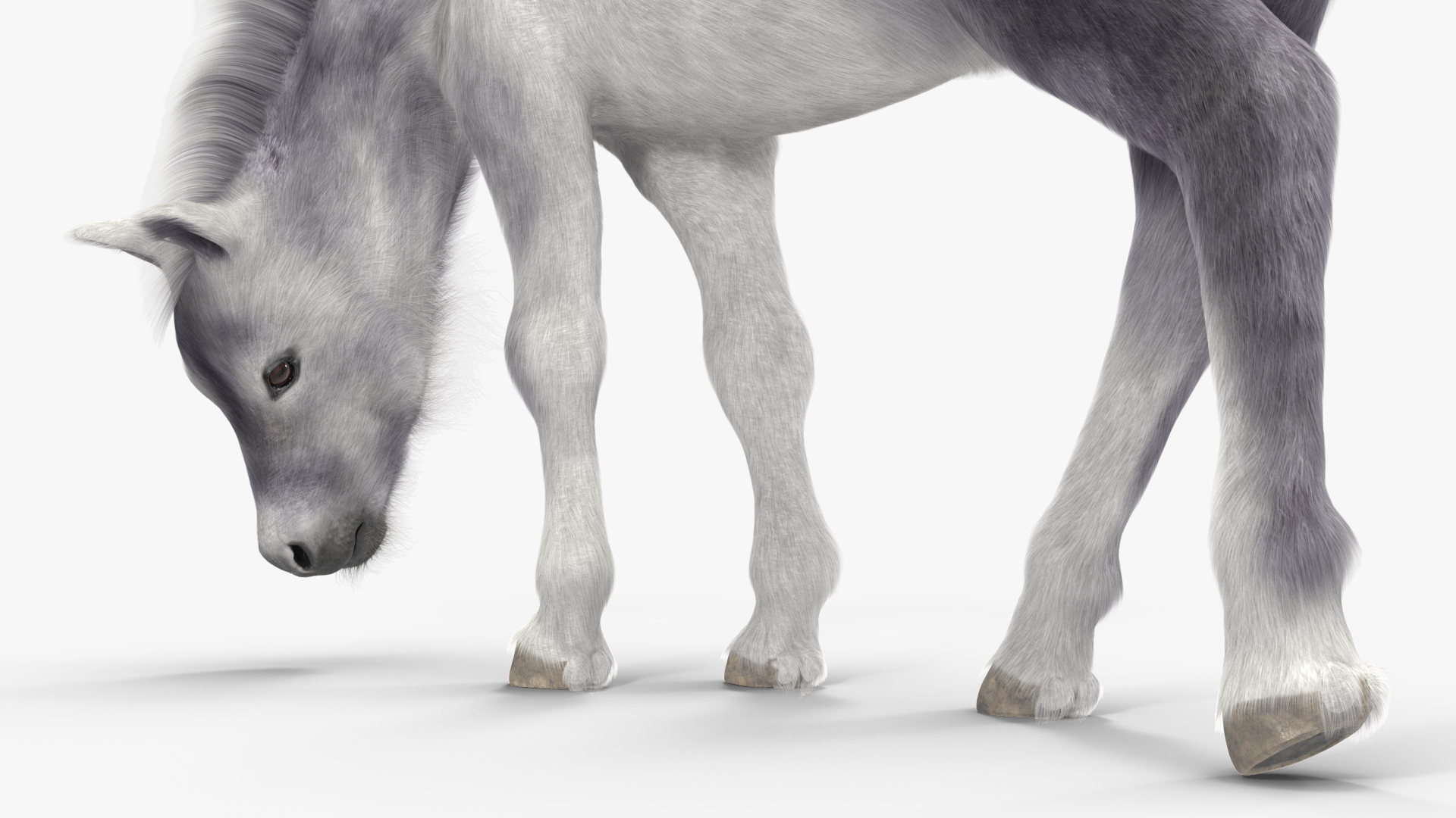 White Shetland Pony in Grazing Pose Fur 3D model