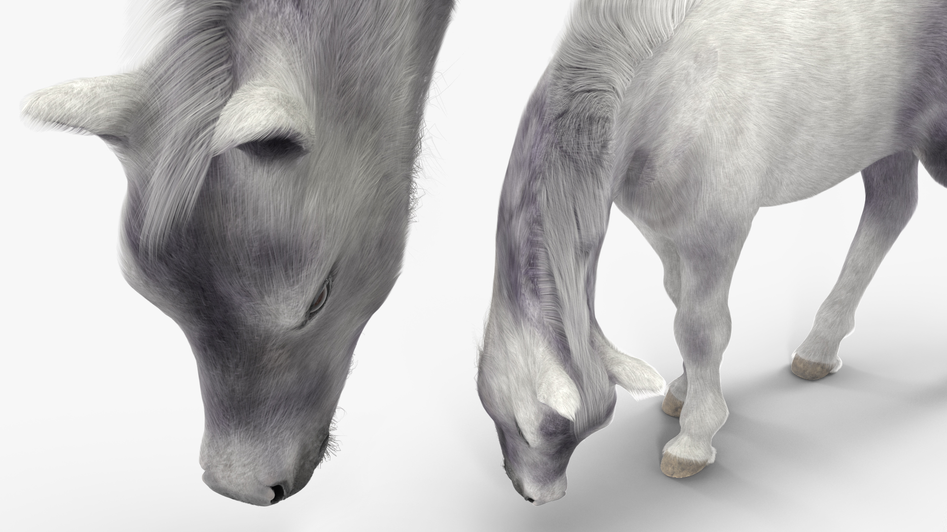 White Shetland Pony in Grazing Pose Fur 3D model