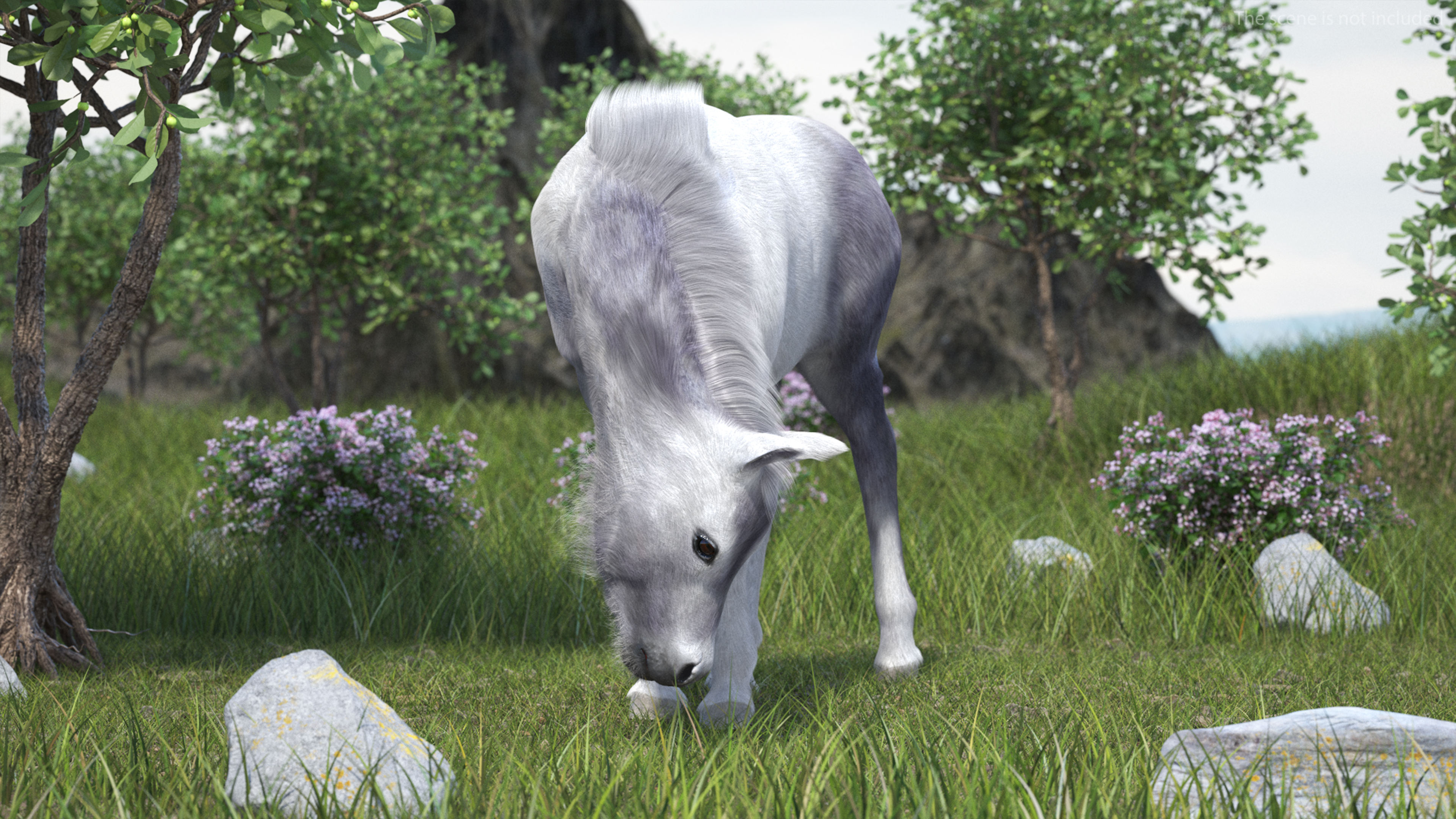 White Shetland Pony in Grazing Pose Fur 3D model