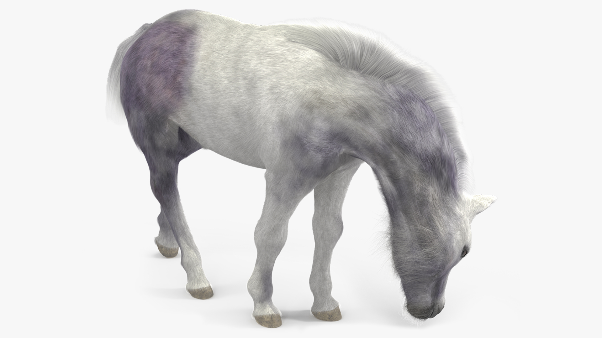 White Shetland Pony in Grazing Pose Fur 3D model