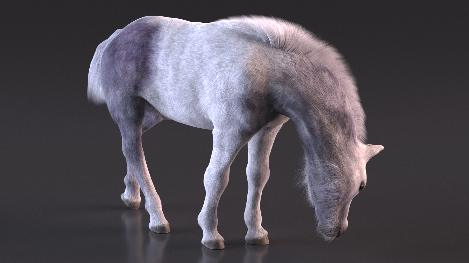 White Shetland Pony in Grazing Pose Fur 3D model