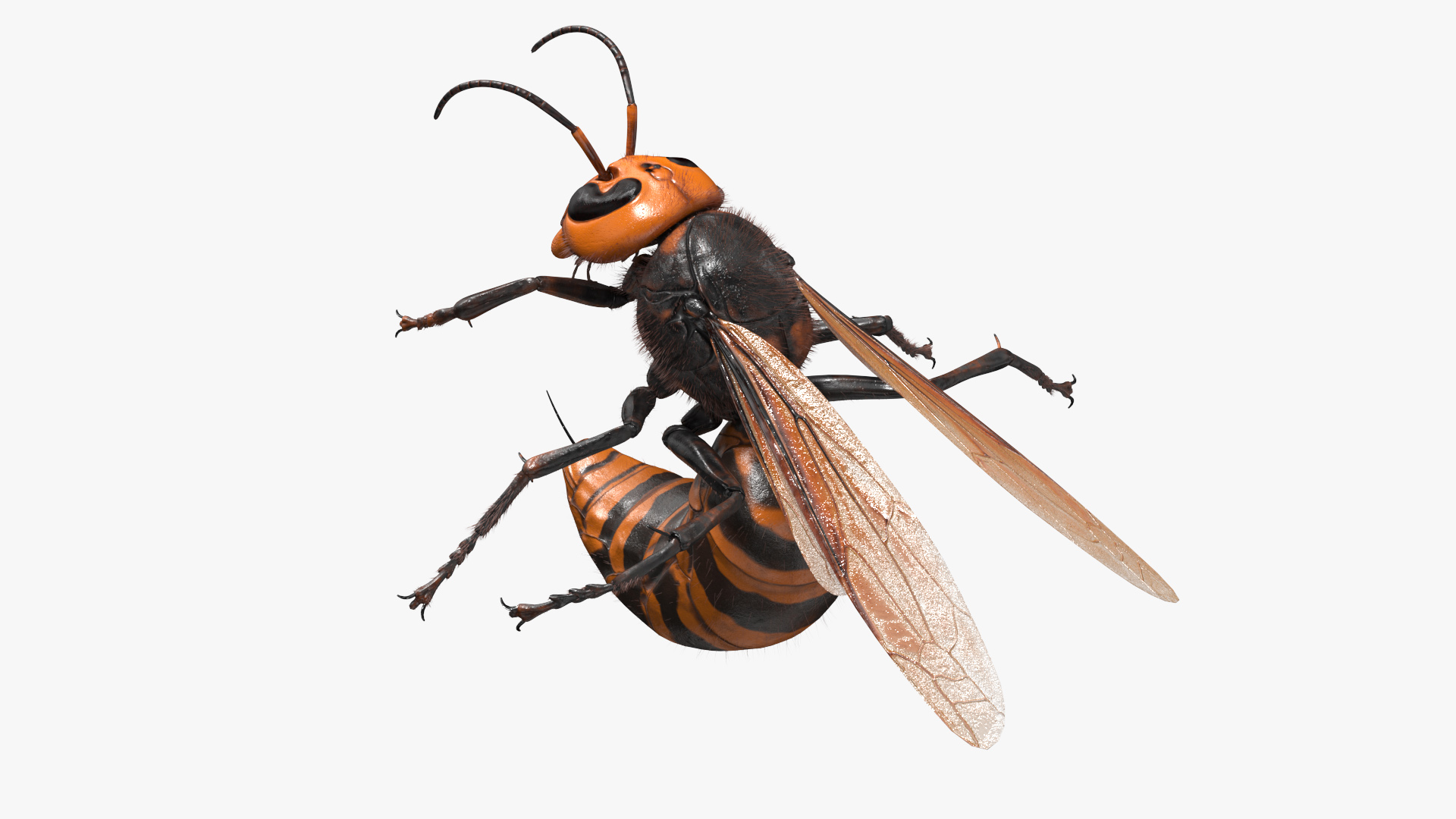 Northern Giant Hornet Fur Attack Pose 3D