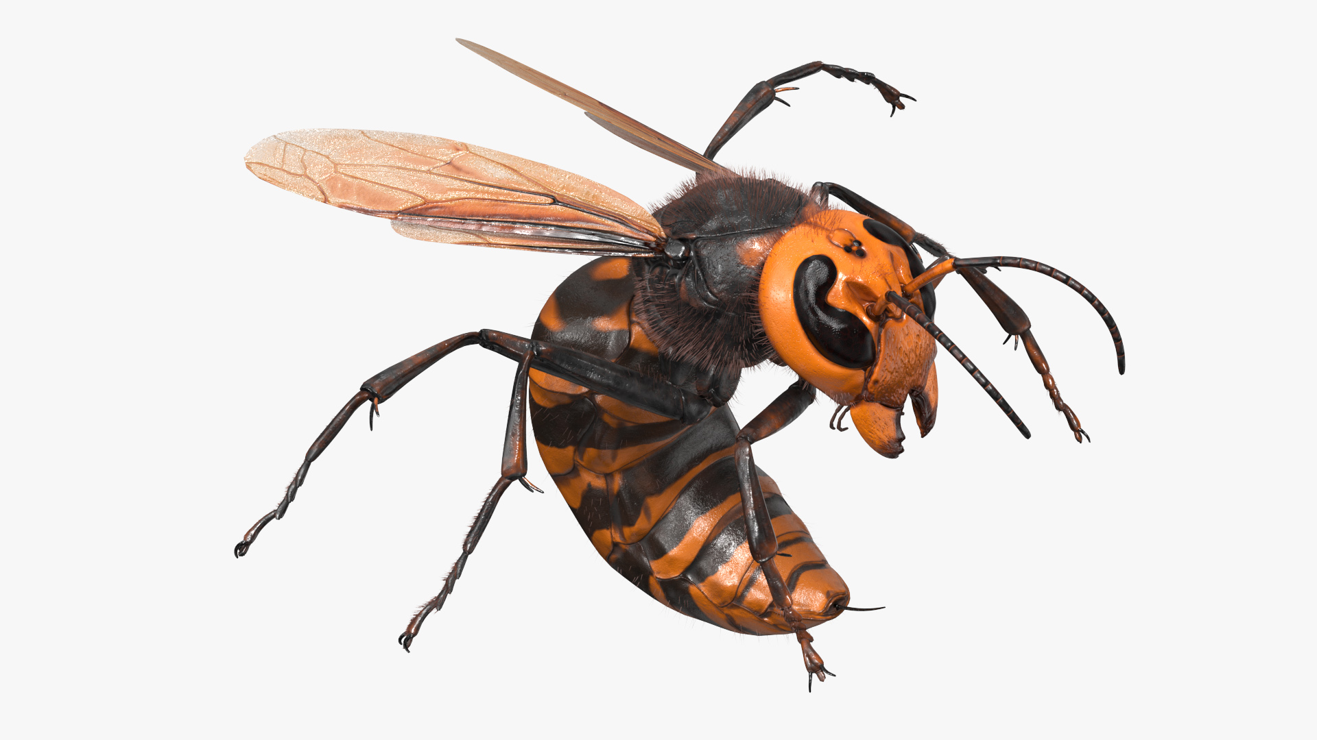 Northern Giant Hornet Fur Attack Pose 3D