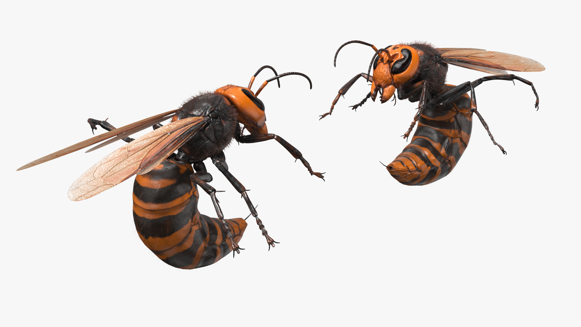 Northern Giant Hornet Fur Attack Pose 3D