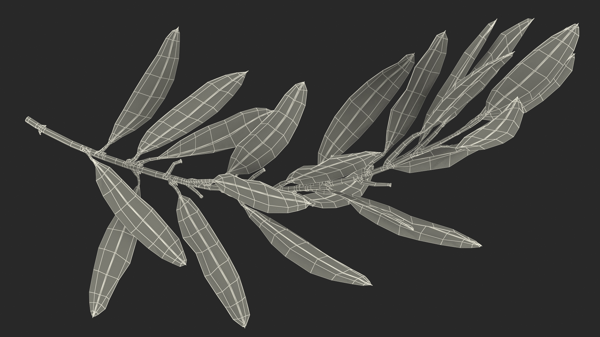 Olive Tree Branch No Olives 3D