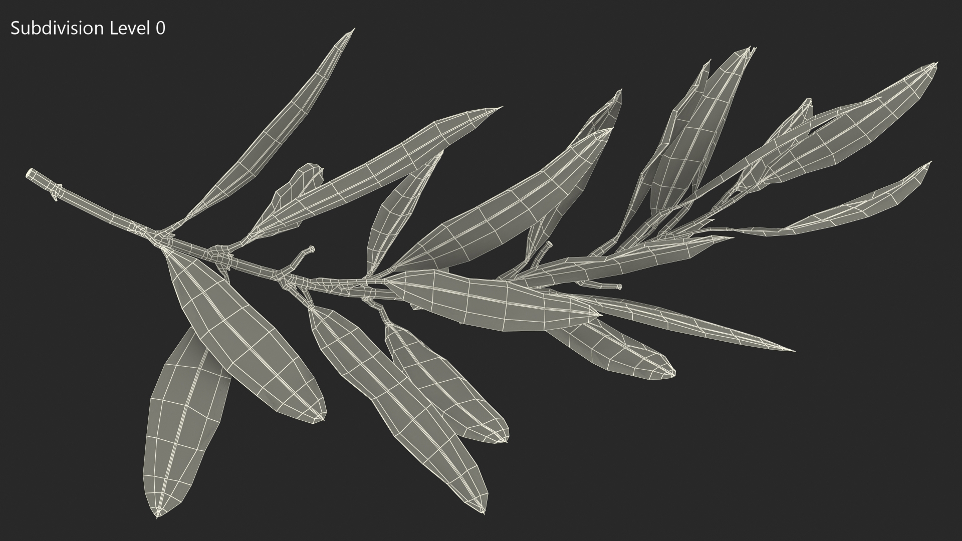 Olive Tree Branch No Olives 3D