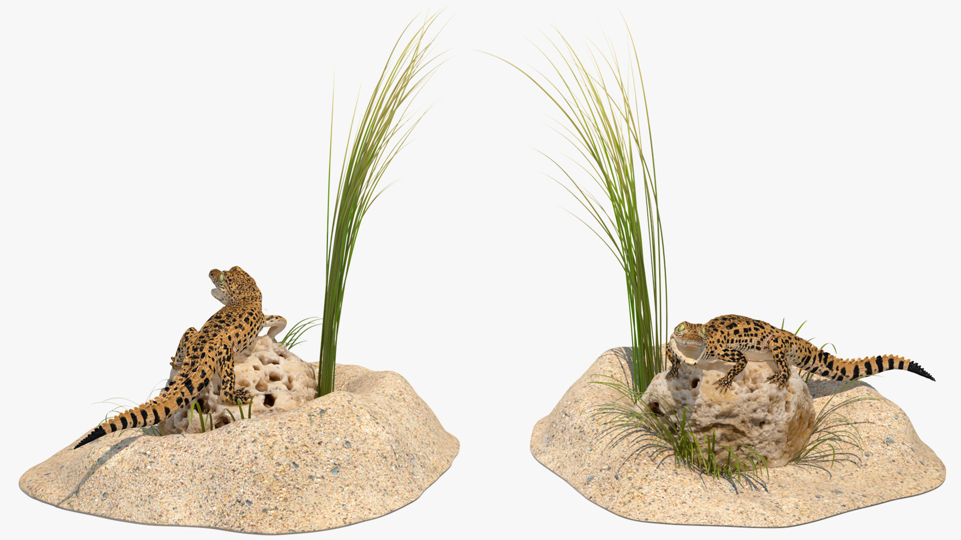 Baby Crocodile Natural Environment 3D model