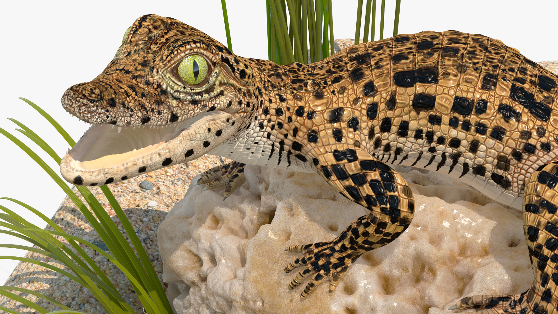 Baby Crocodile Natural Environment 3D model