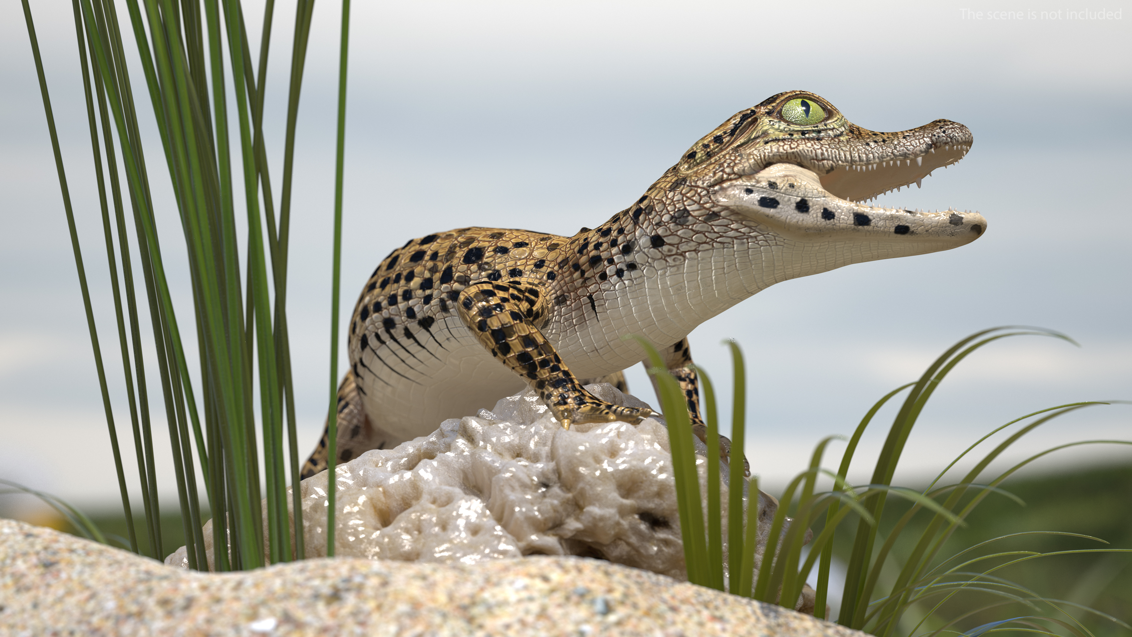 Baby Crocodile Natural Environment 3D model