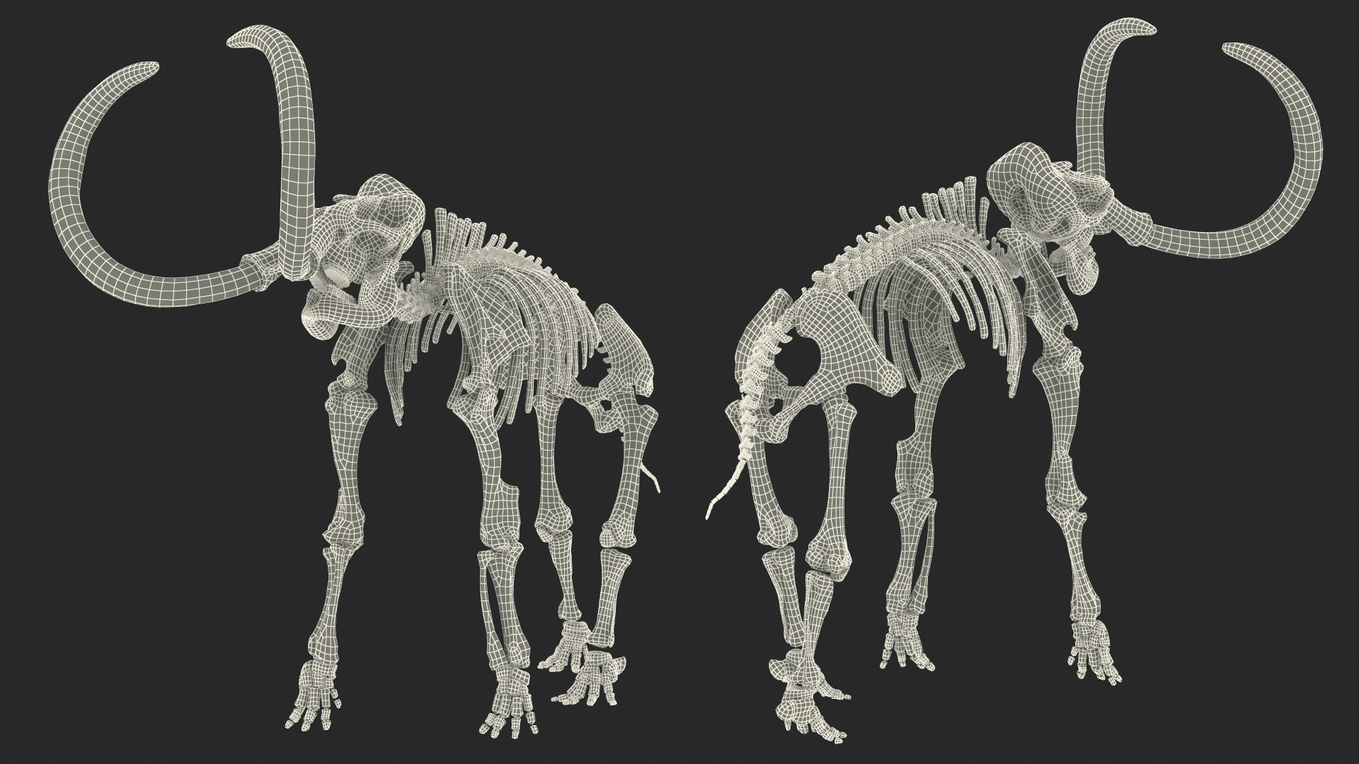 Mammoth Skeleton Clean Bones Standing Pose 3D