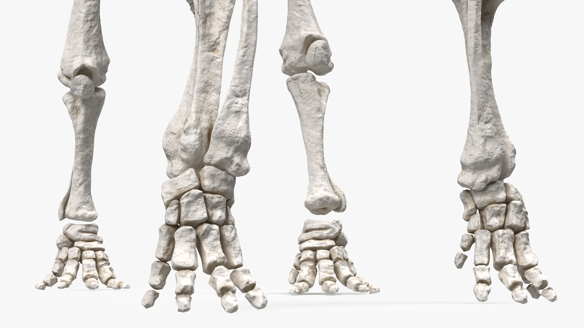 Mammoth Skeleton Clean Bones Standing Pose 3D