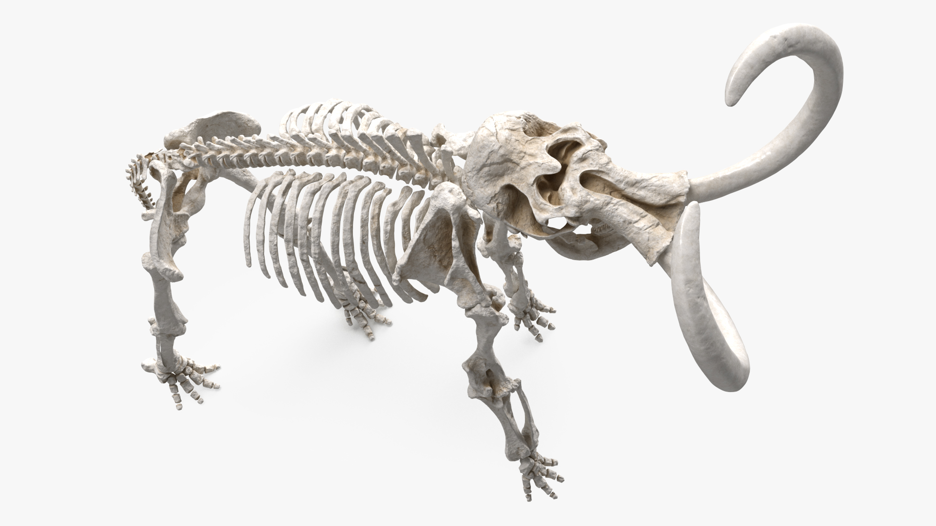 Mammoth Skeleton Clean Bones Standing Pose 3D