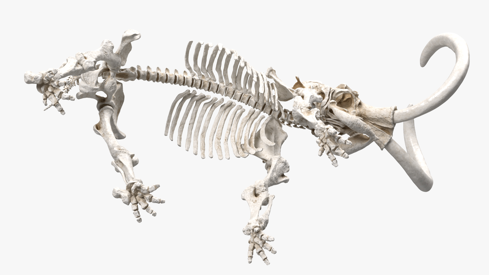 Mammoth Skeleton Clean Bones Standing Pose 3D