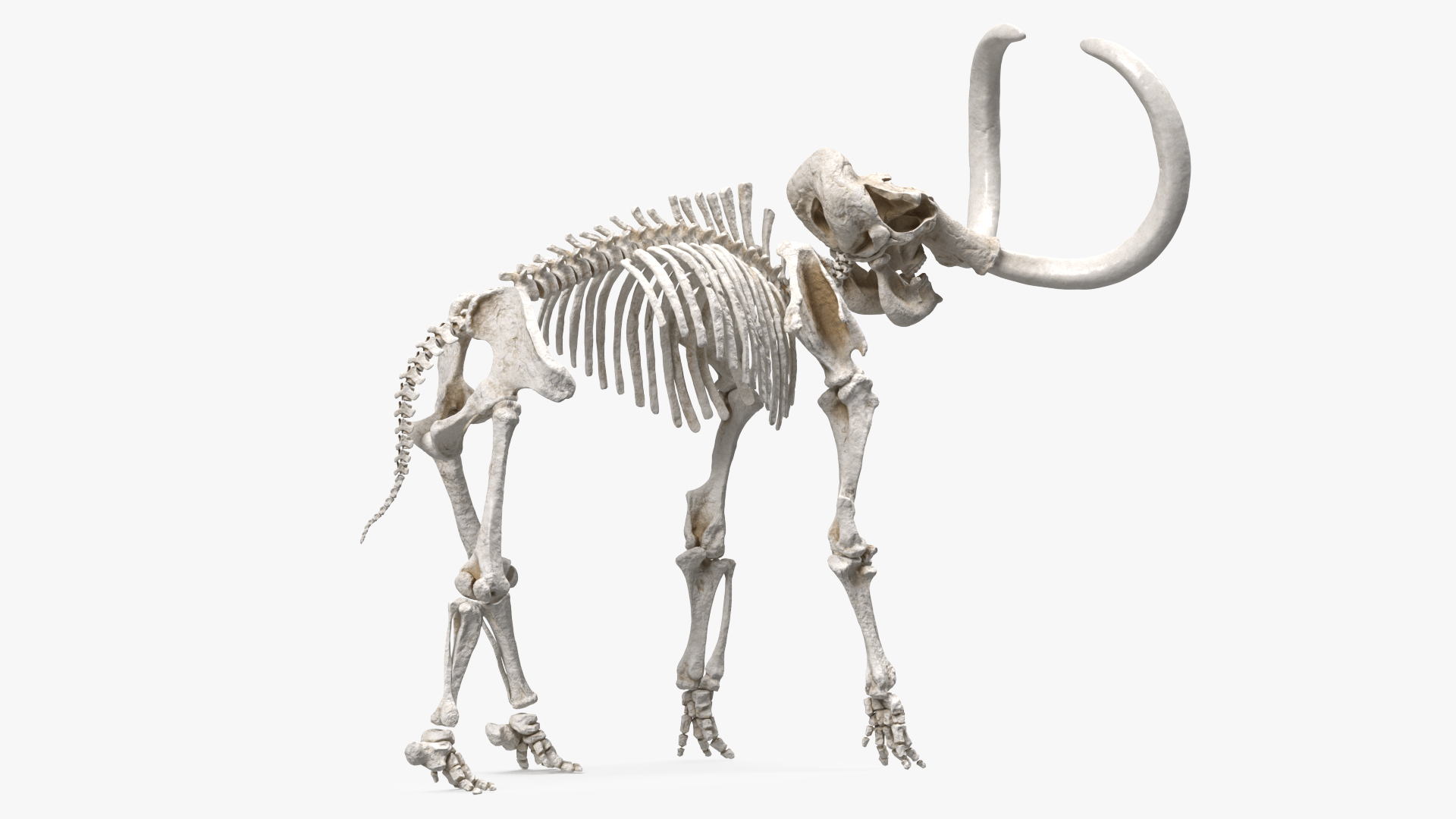 Mammoth Skeleton Clean Bones Standing Pose 3D