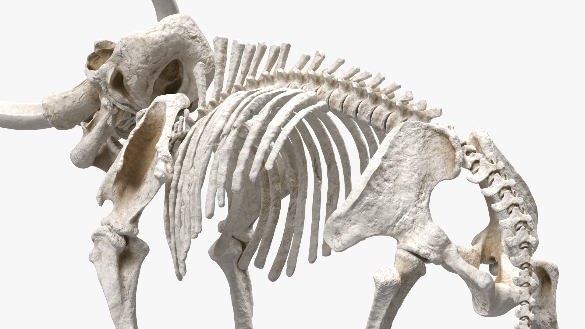 Mammoth Skeleton Clean Bones Standing Pose 3D