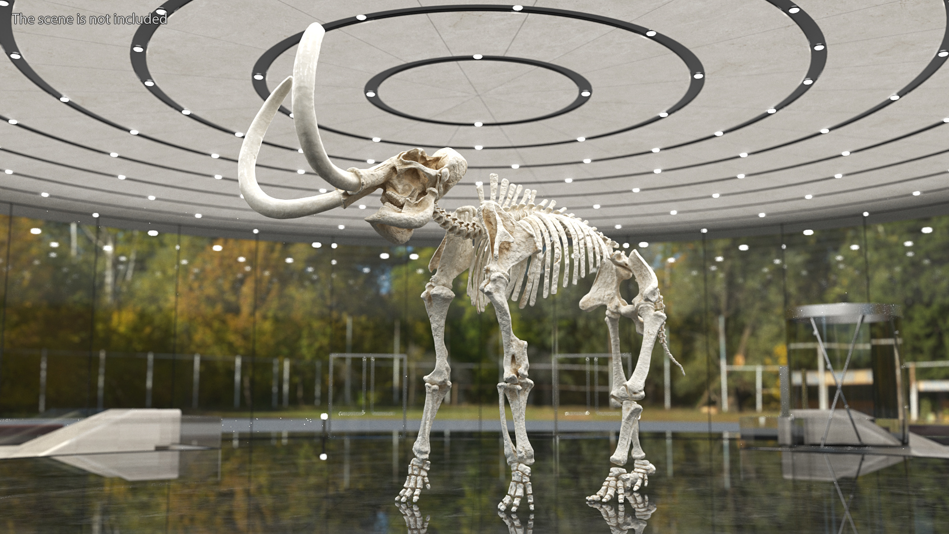 Mammoth Skeleton Clean Bones Standing Pose 3D