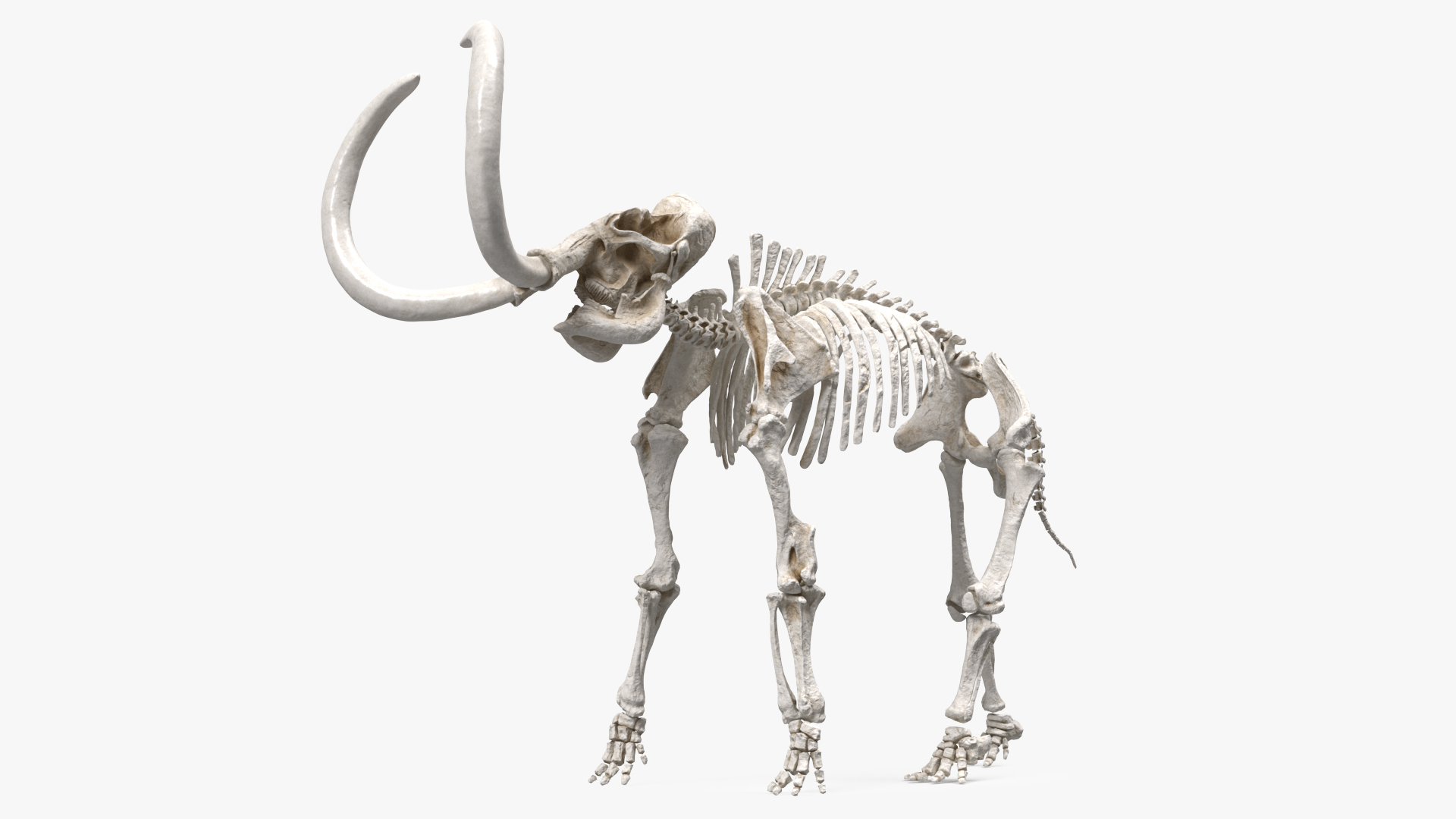 Mammoth Skeleton Clean Bones Standing Pose 3D