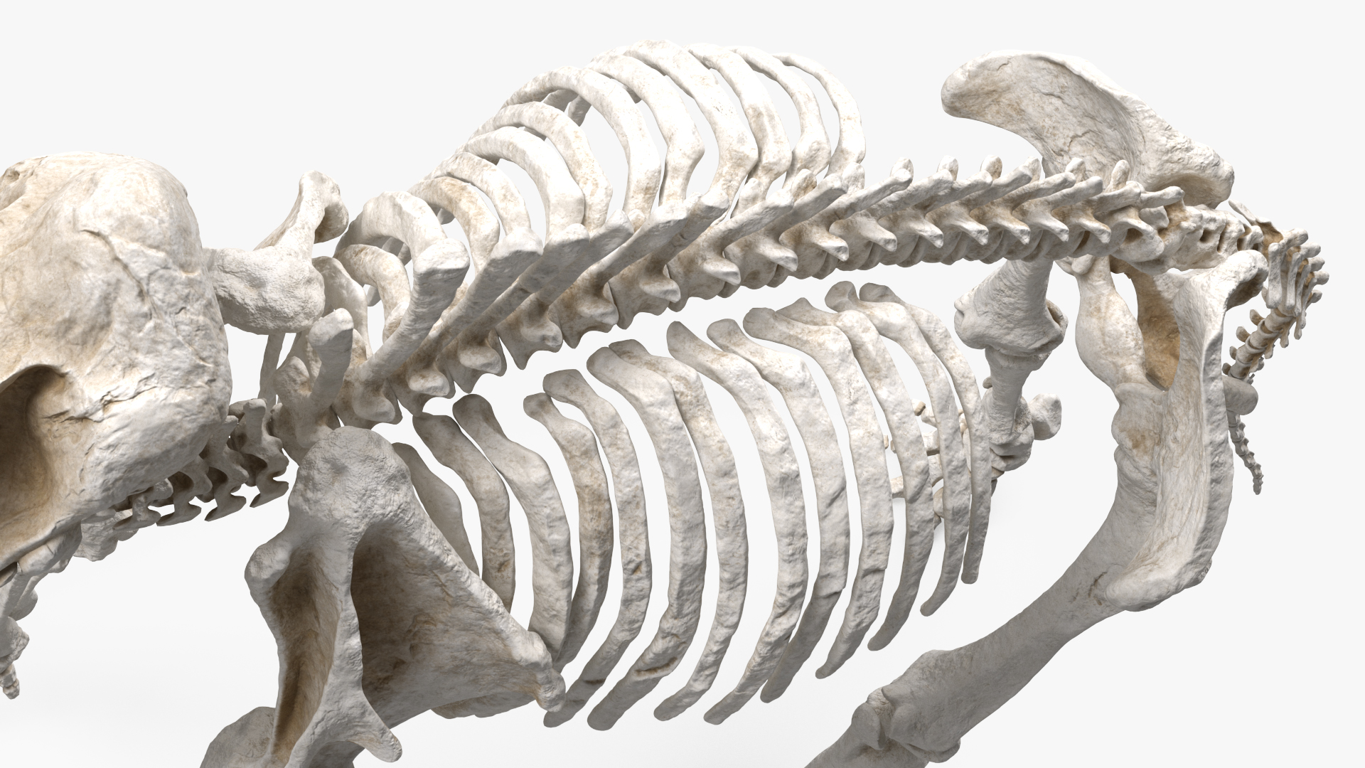 Mammoth Skeleton Clean Bones Standing Pose 3D