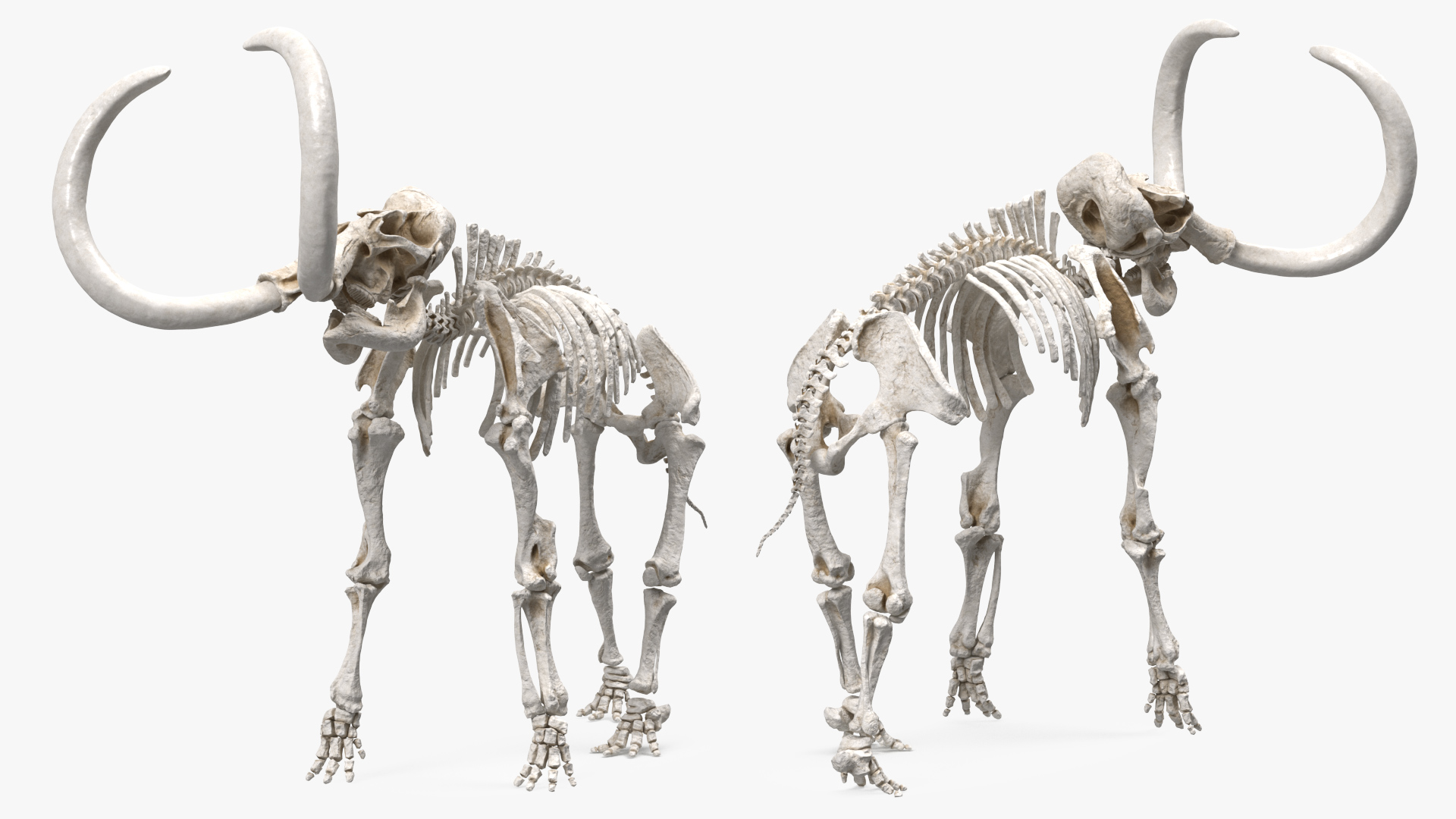 Mammoth Skeleton Clean Bones Standing Pose 3D