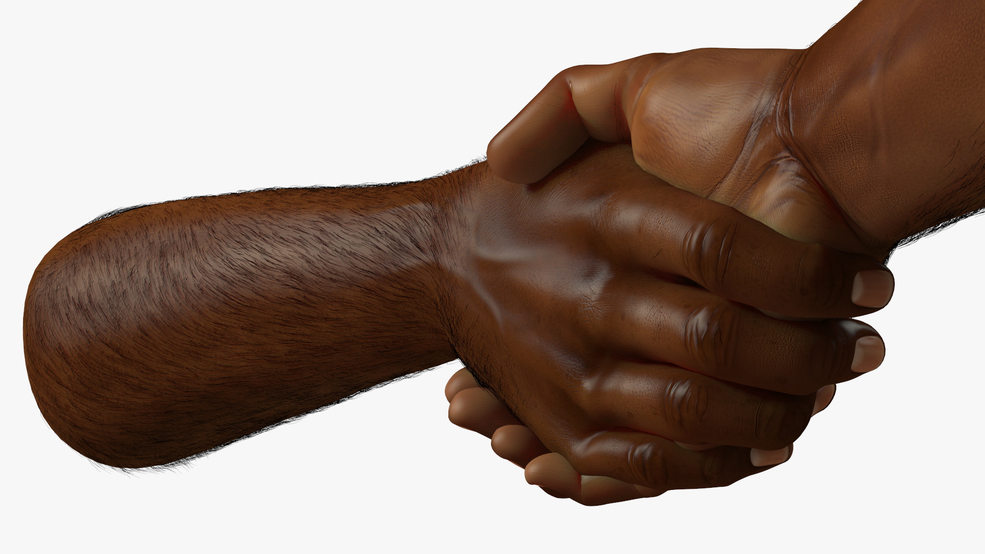 3D Handshake African Man Hands with Fur Rigged model