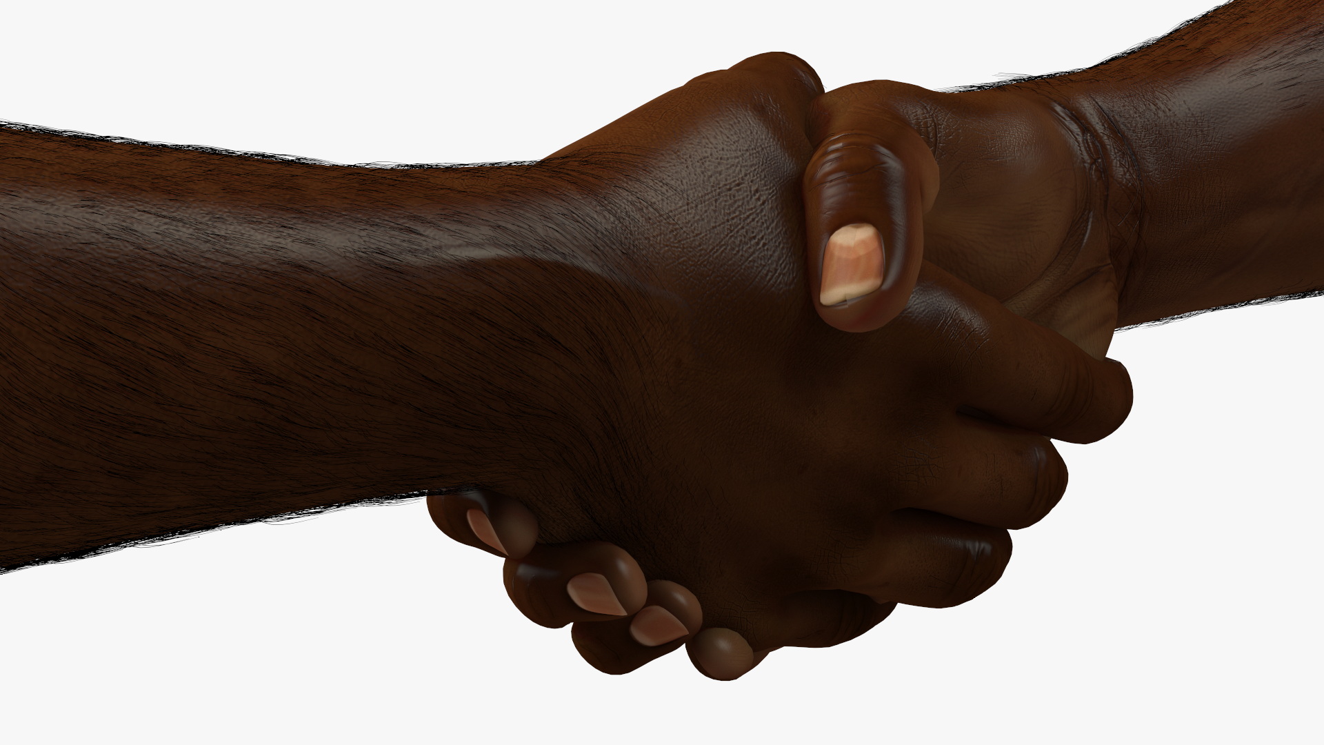 3D Handshake African Man Hands with Fur Rigged model