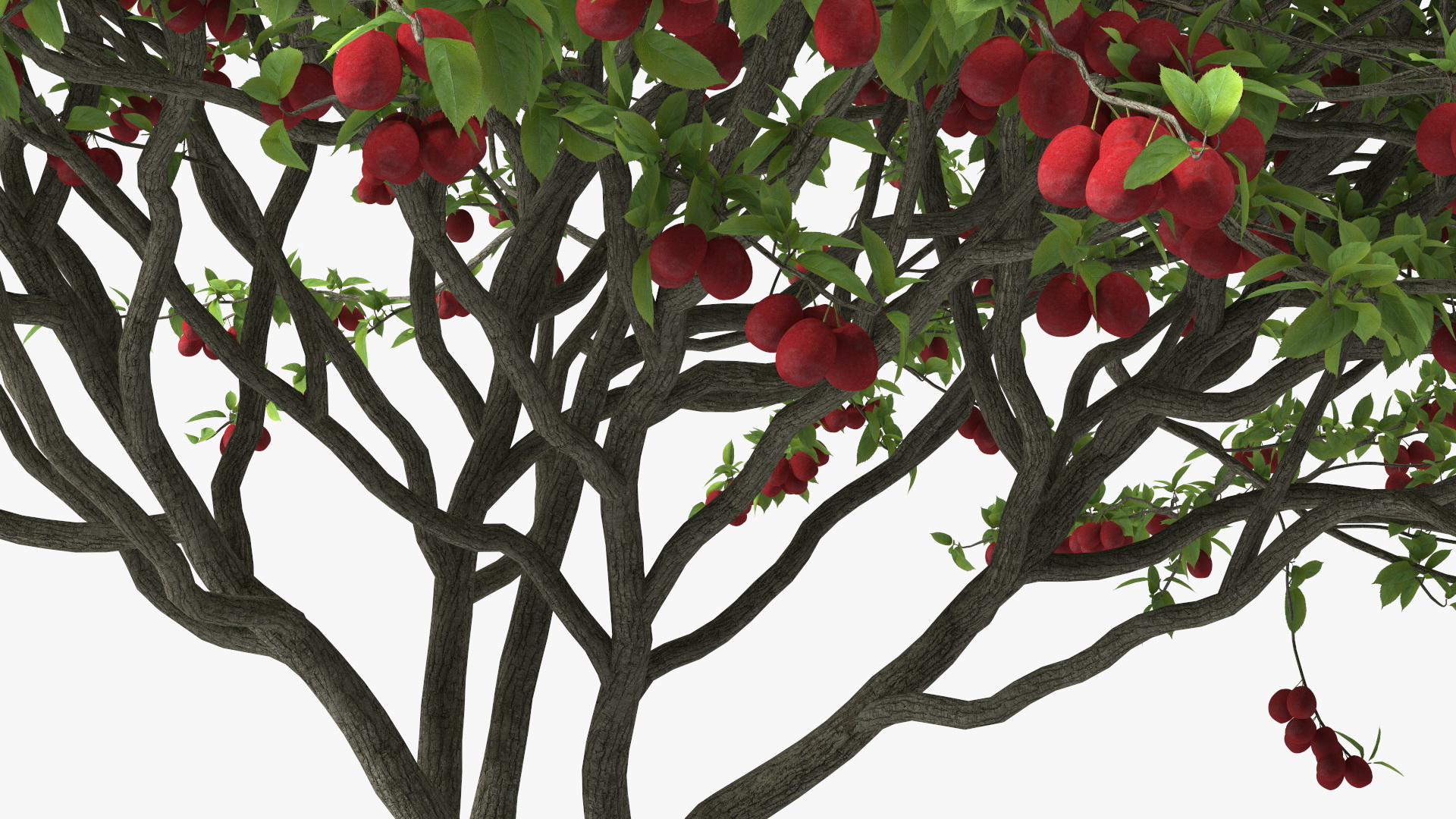 3D Red Plum Tree model