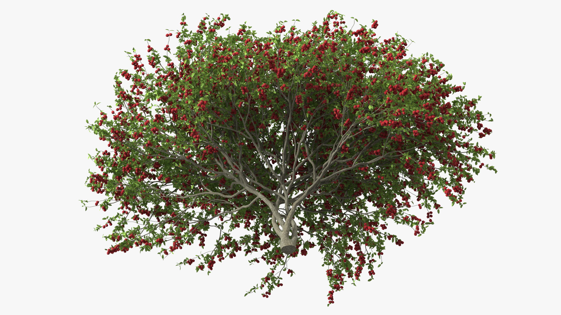 3D Red Plum Tree model