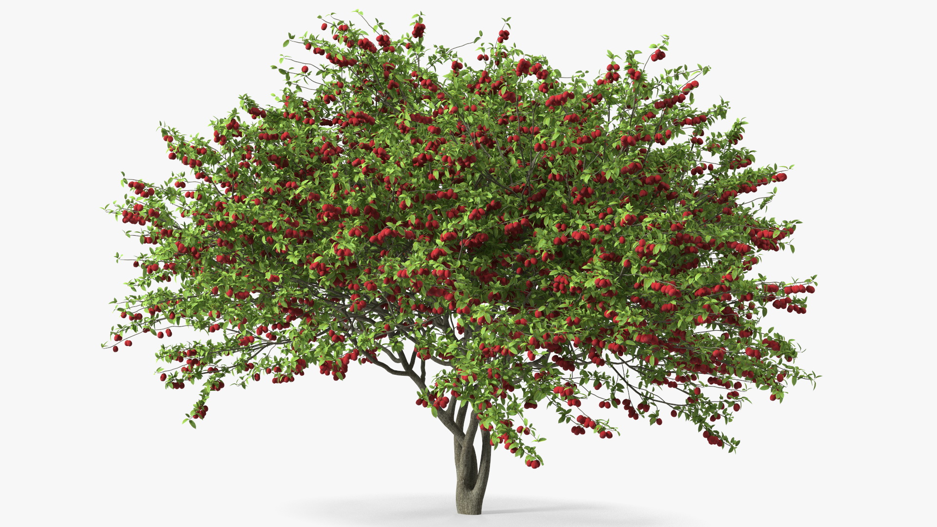 3D Red Plum Tree model