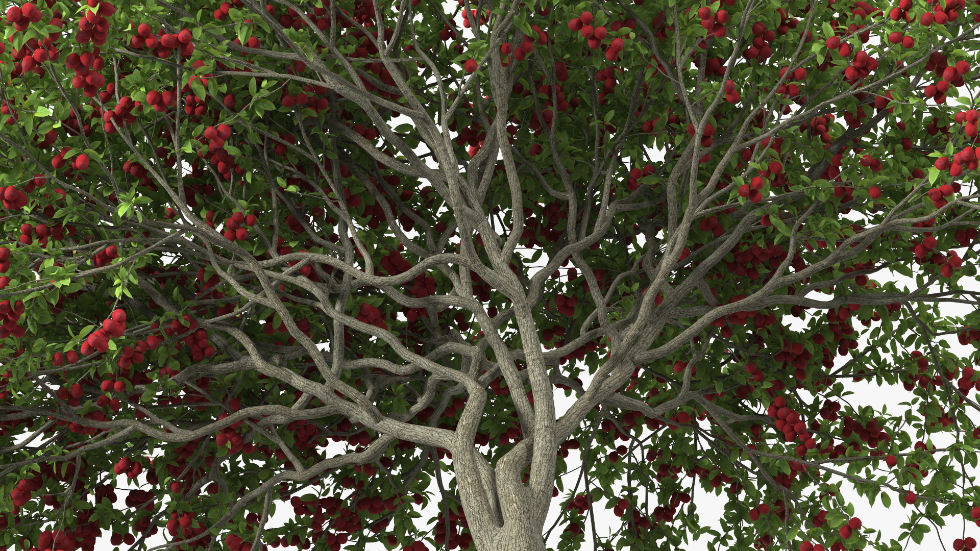 3D Red Plum Tree model