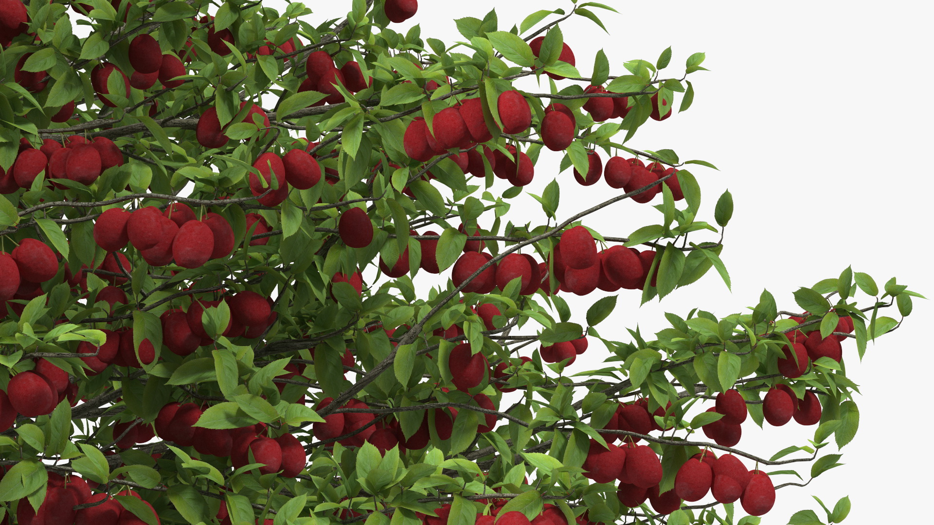 3D Red Plum Tree model