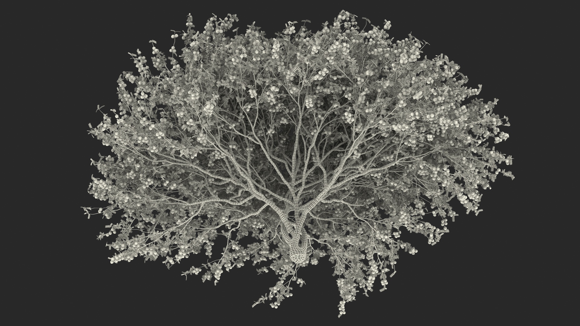 3D Red Plum Tree model