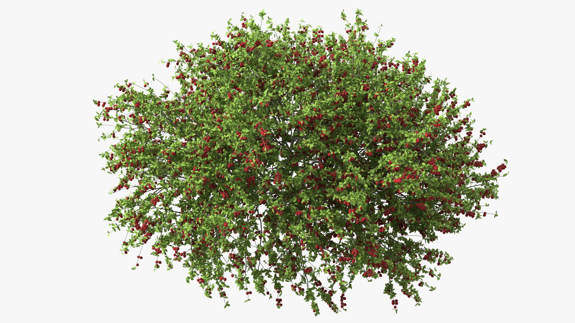 3D Red Plum Tree model