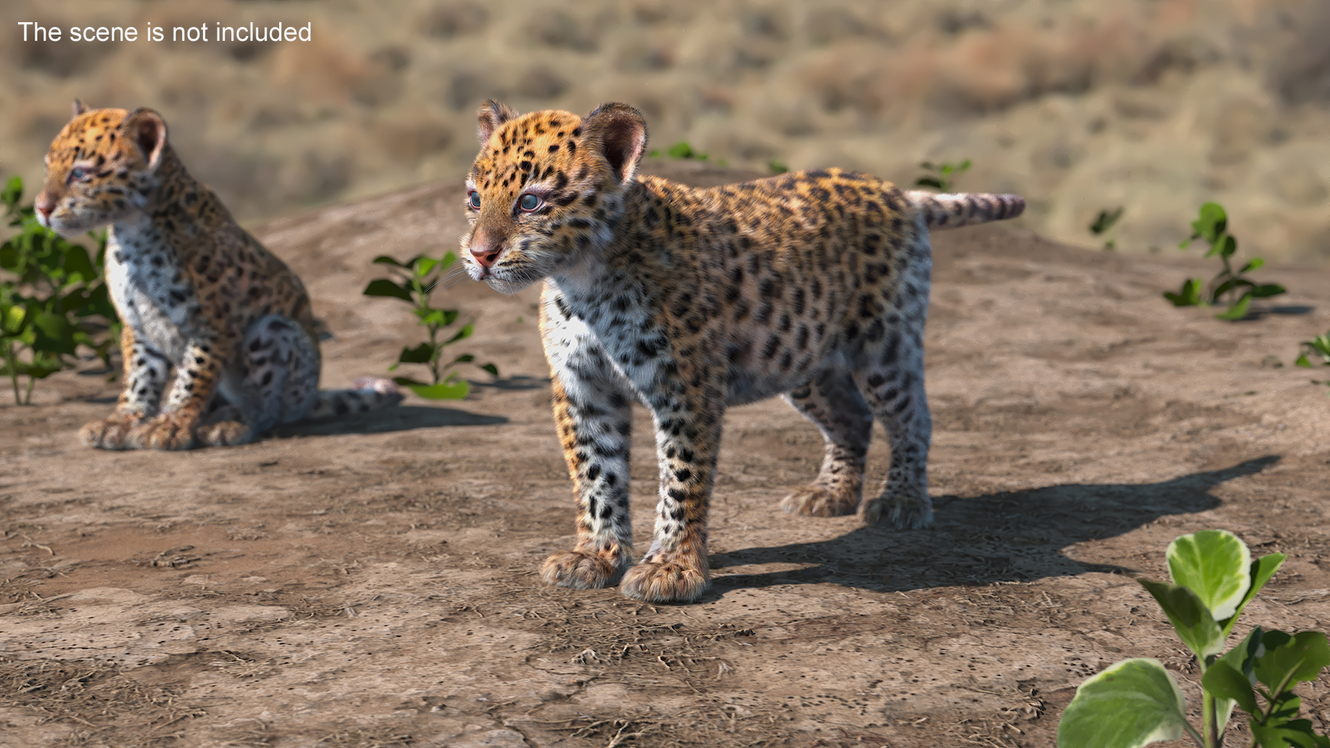 Leopard Cub Rigged with Fur 3D