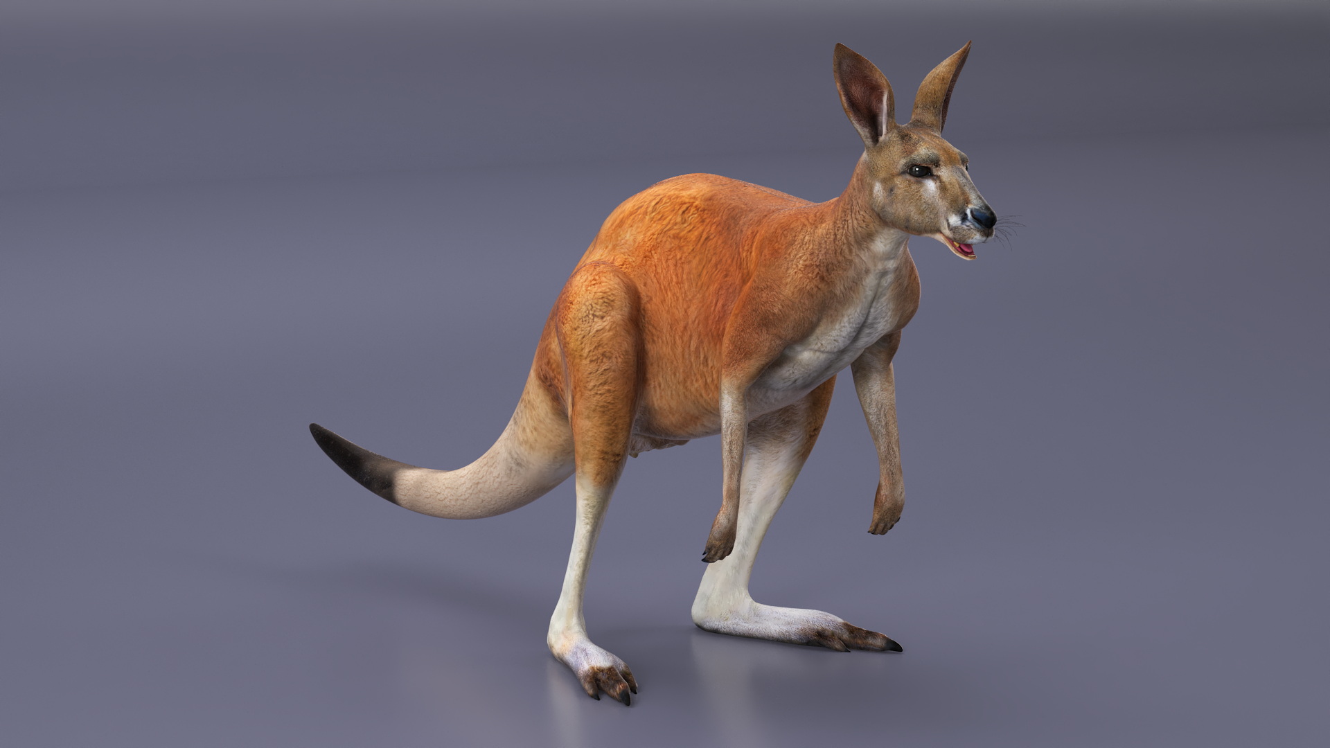 3D model Kangaroo Rigged