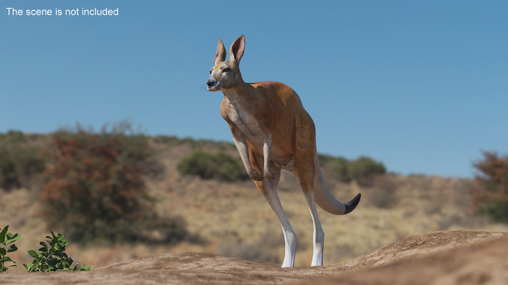 3D model Kangaroo Rigged