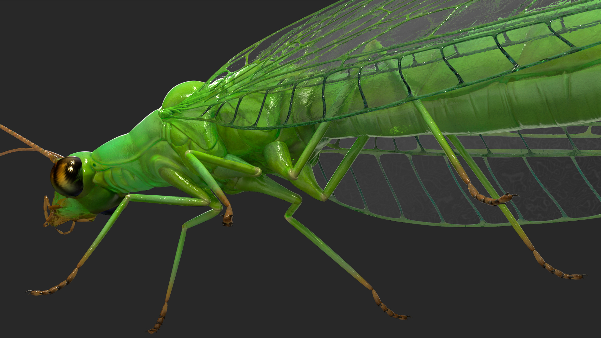 3D model Green Lacewing Rigged for Maya