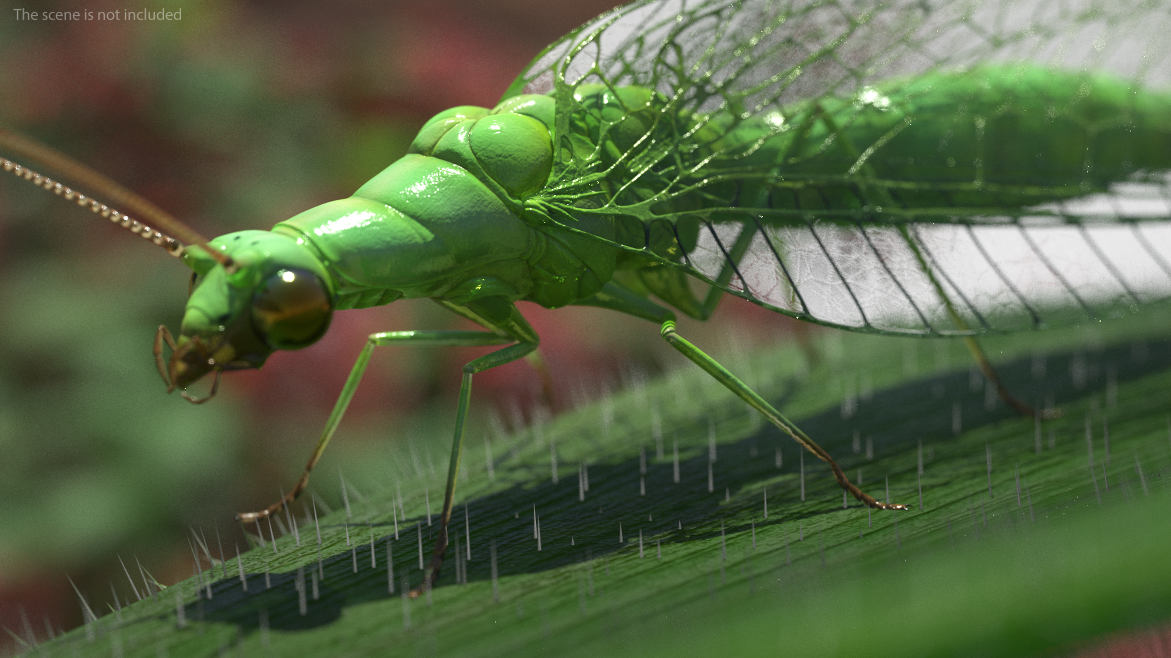 3D model Green Lacewing Rigged for Maya