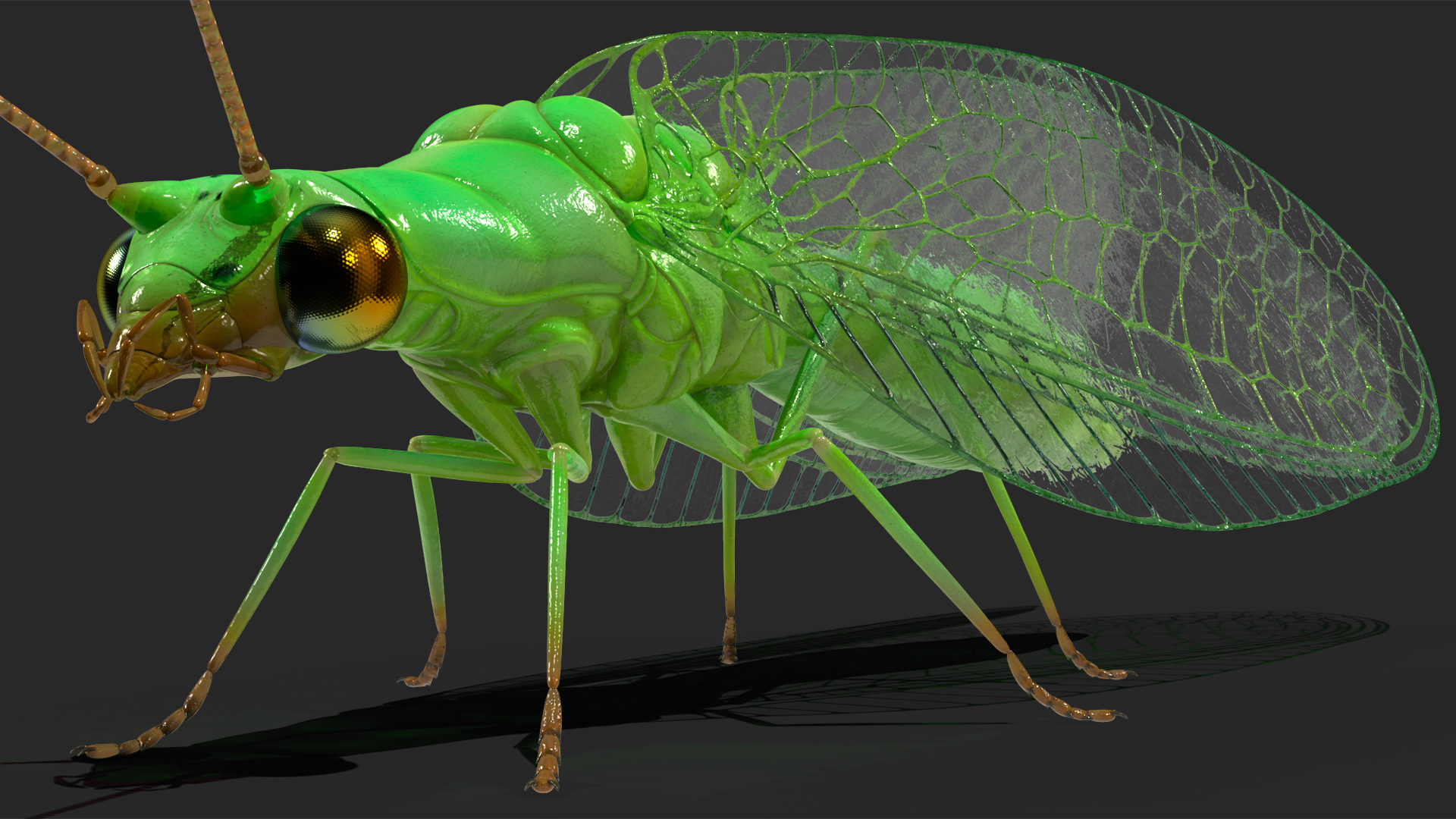 3D model Green Lacewing Rigged for Maya